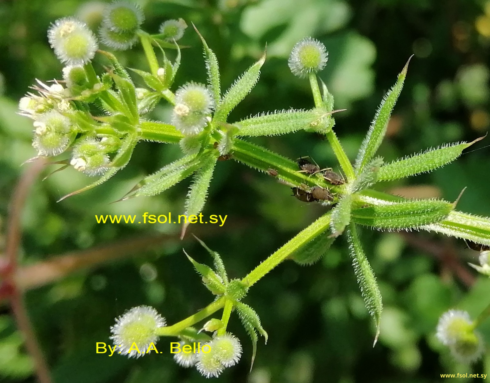 Galium aparine  L